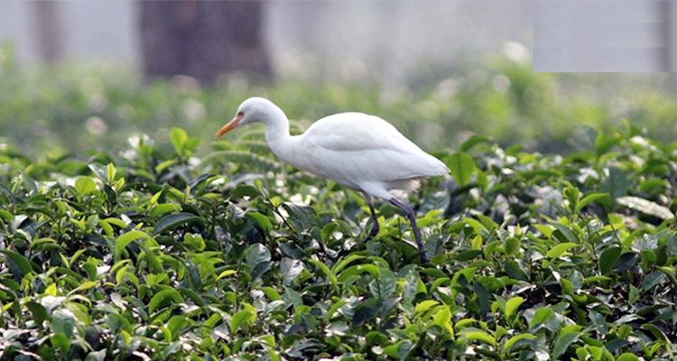 চা বাগানে বিলের পাখি