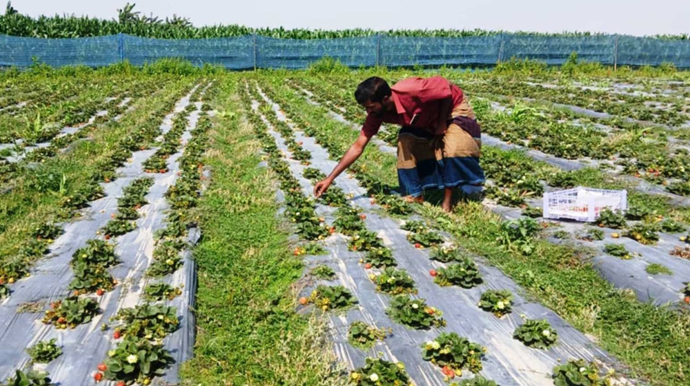 তিস্তা চরে দেশের বৃহত্তম স্ট্রবেরি প্রকল্প