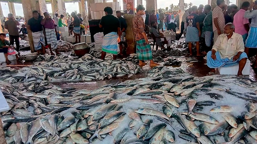 বৈশাখের আগে বাজারে উত্তাপ ছড়াচ্ছে পদ্মার ইলিশ