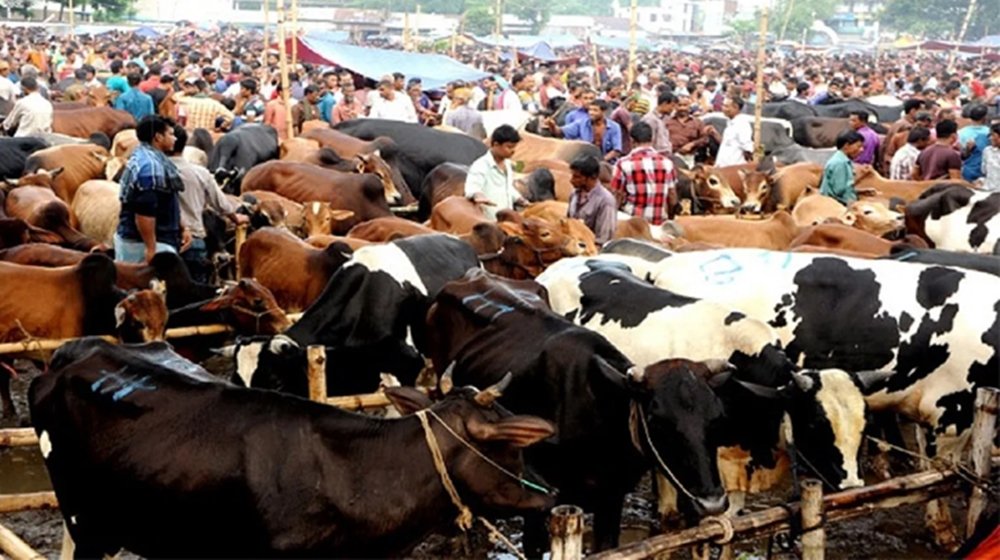 রাজধানীর যেসব স্থানে বসবে কোরবানির পশুর হাট