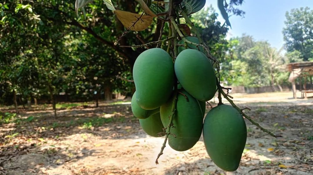চুয়াডাঙ্গায় আম বিক্রিতে ২০০ কোটি টাকা ছাড়িয়ে যাওয়ার সম্ভাবনা