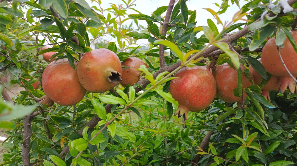 দিনাজপুরে দুইবন্ধুর বাণিজ্যিক আনার বাগানের বাজিমাত