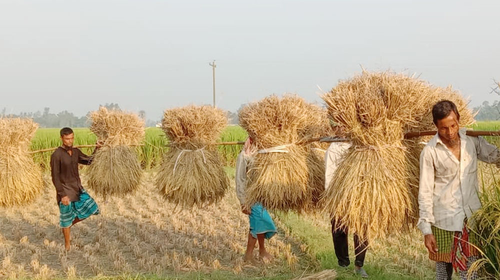 বাজারে উঠতে শুরু করেছে আমন ধান, দামে খুশি কৃষক