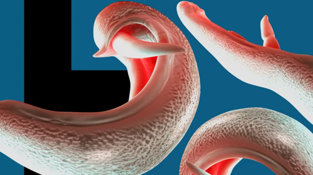 যৌনাঙ্গ আক্রান্তকারী পরজীবী ছড়াতে পারে দেশে দেশে: বিজ্ঞানীদের সতর্কতা