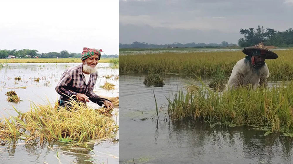 হাওরে পাহাড়ি ঢলে তলিয়ে যাচ্ছে পাকা ধান, কৃষকের কান্না