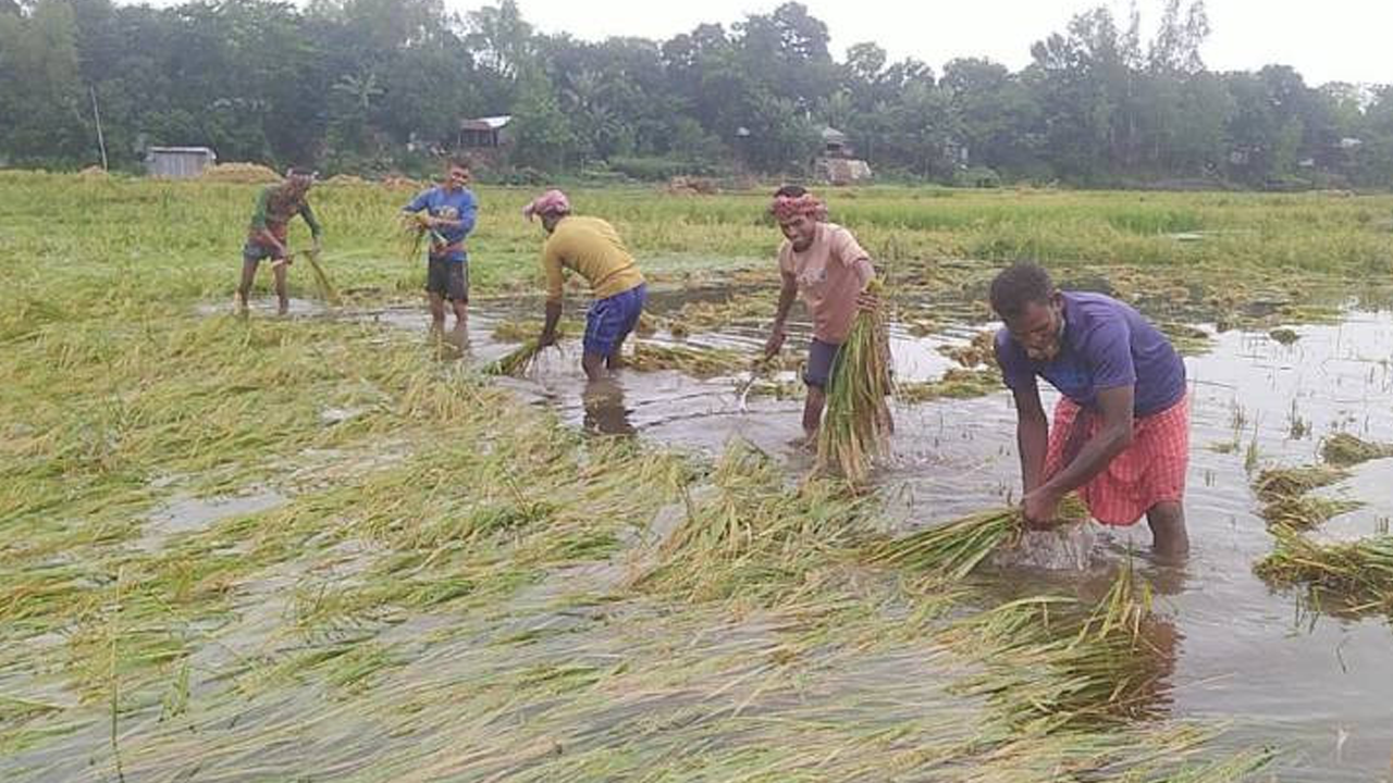 বৃষ্টি নিয়ে নতুন তথ্য, কৃষকদের জন্য সুখবর