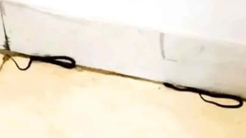শিক্ষা মন্ত্রণালয়ে সাপের হানা