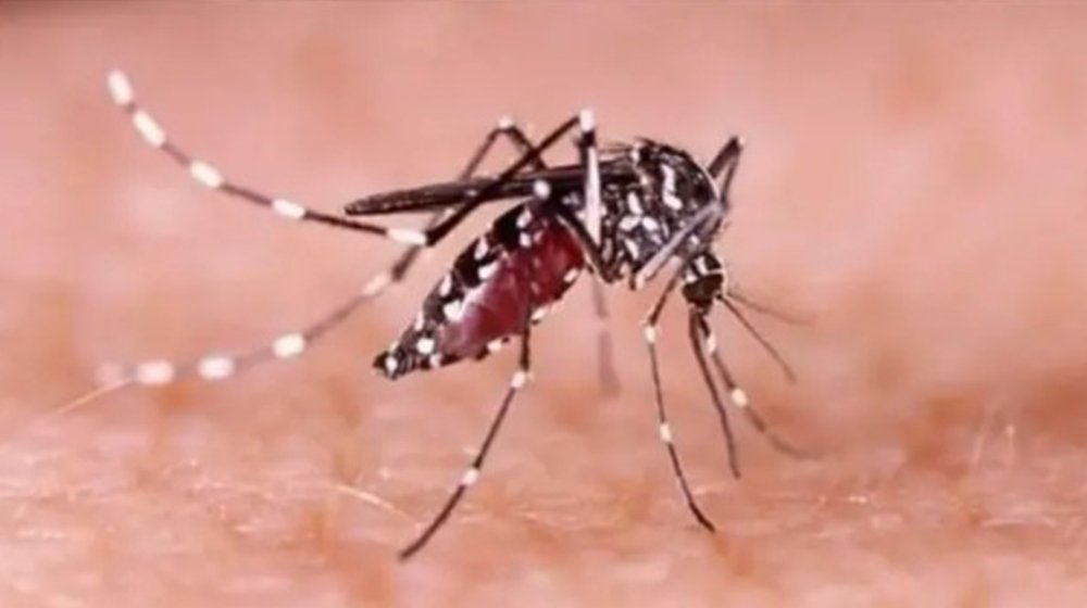 ডেঙ্গুতে ৭ জনের মৃত্যু, হাসপাতালে ভর্তি ১৫৯৩