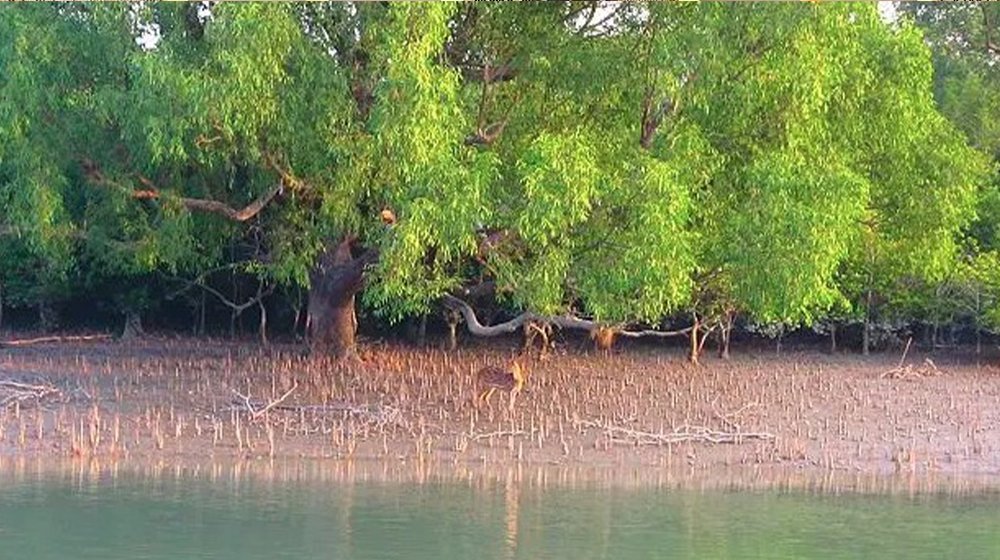 সুন্দরবনের কোল ঘেঁষে তৈরি ২৪টি রিসোর্টের কার্যক্রম বন্ধের নির্দেশ